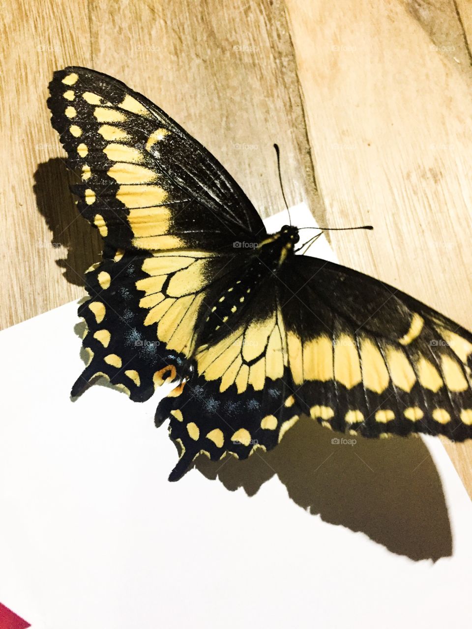 I found this in my room is very beautiful