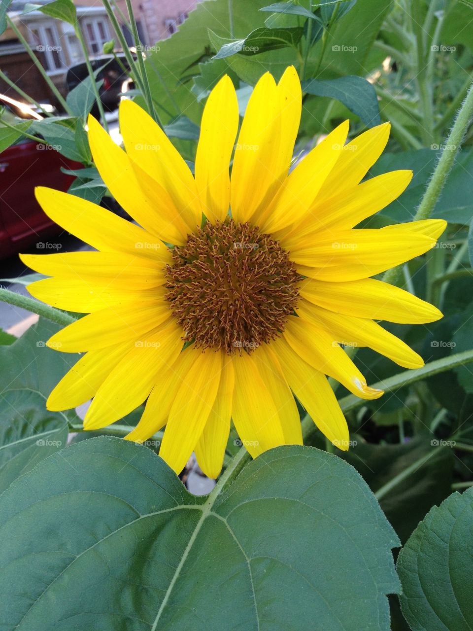 yellow flower sunflower daisy by vincentm