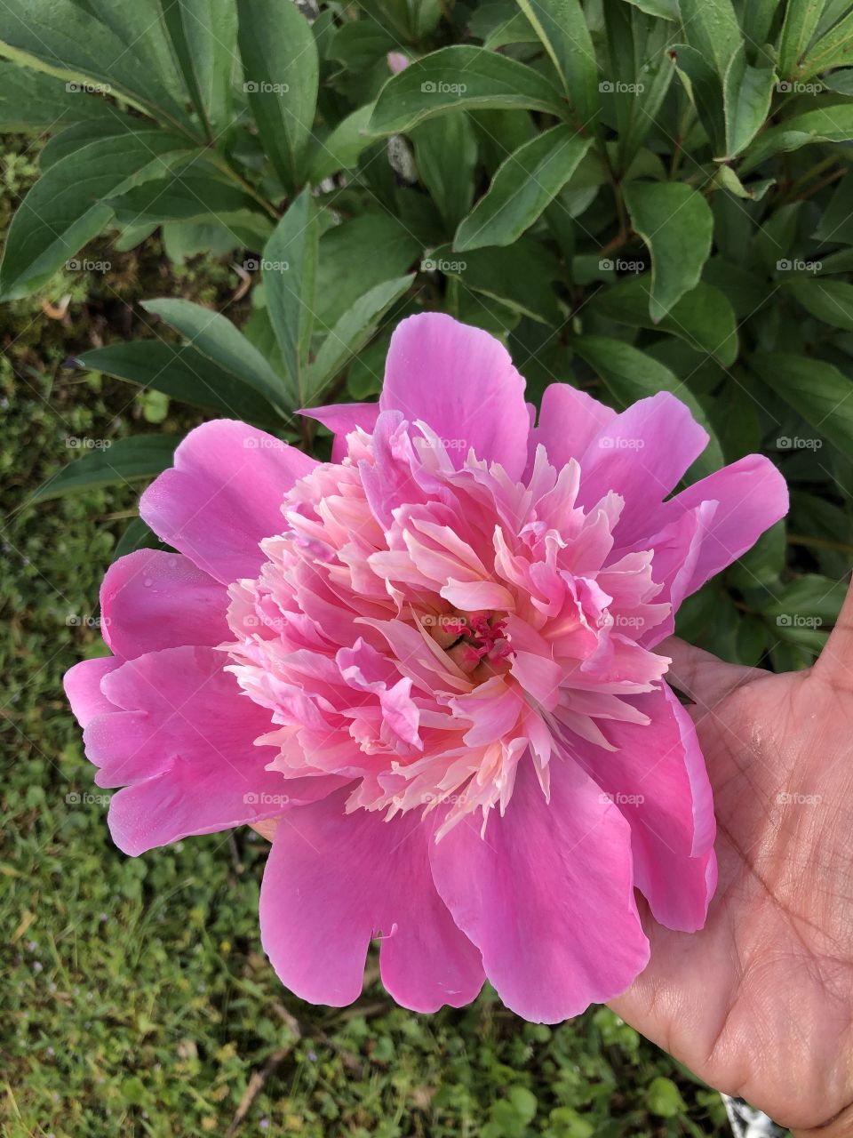 The Colors Of Today through a Flower