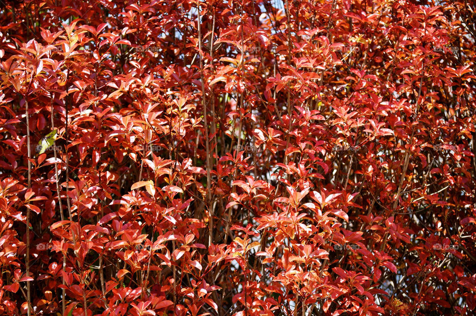 nature outdoors colors tree by refocusphoto