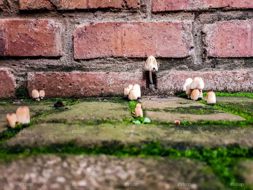 mushrooms growing in moss on paved area