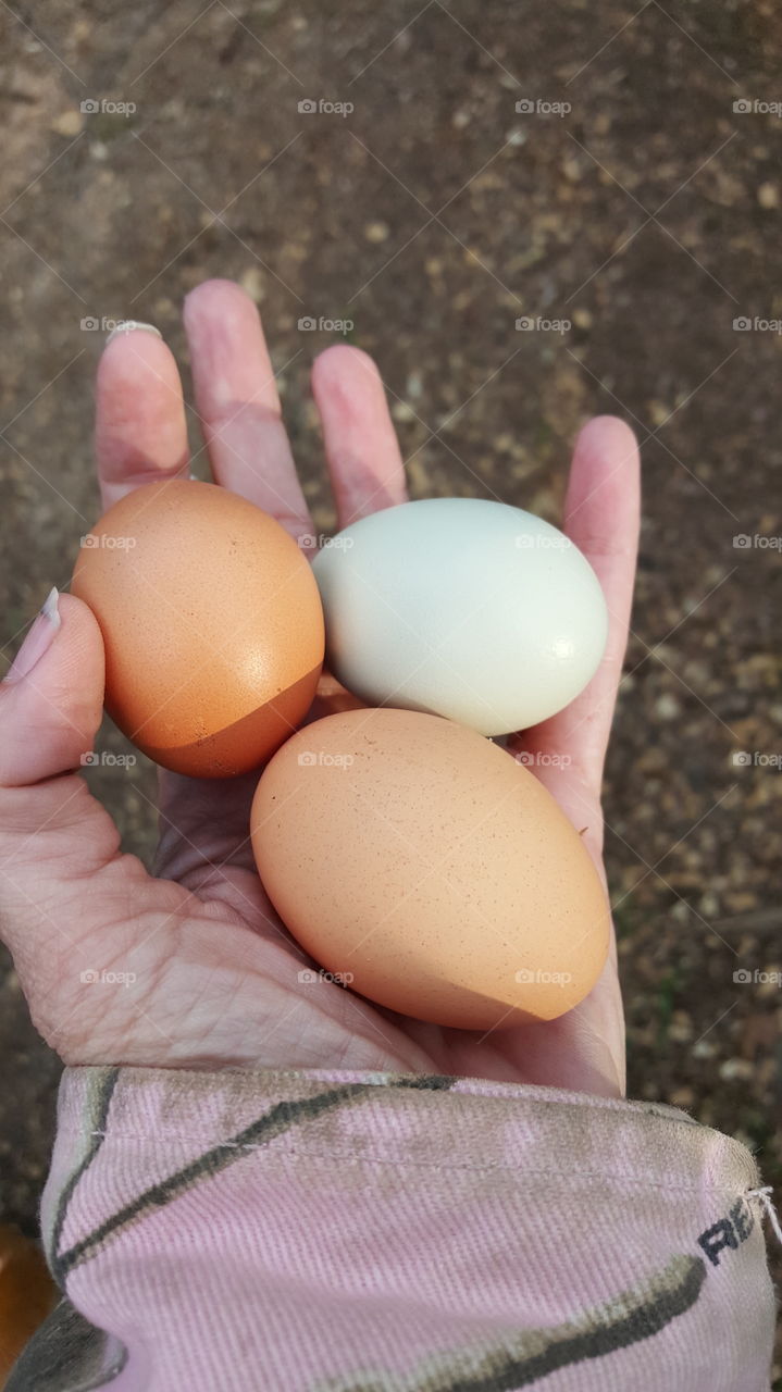 A black maran, an Easter Egger and a buff orpington all walked into the nesting box....