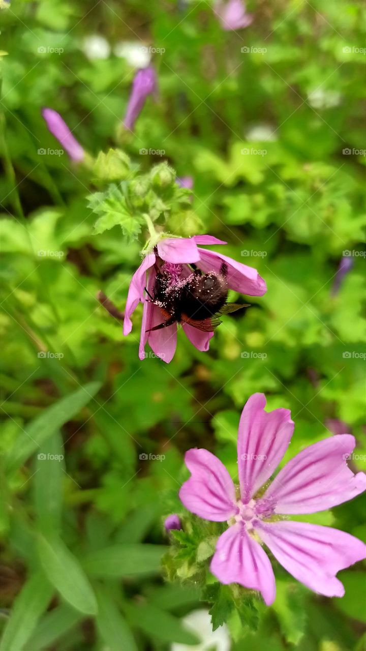 pink flower