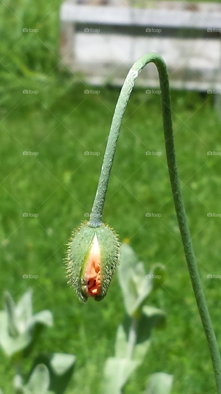 Poppy Bud
