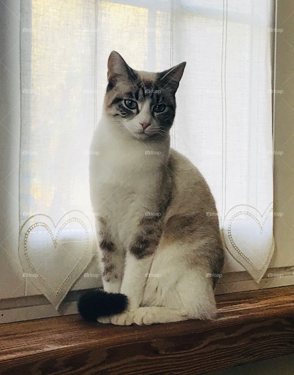 Super sweet cat sitting by the window