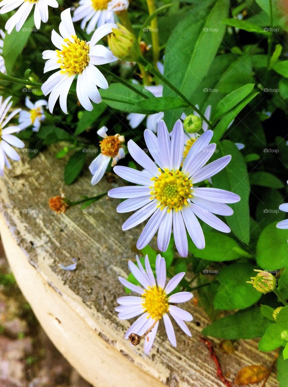 Close-up of flowers