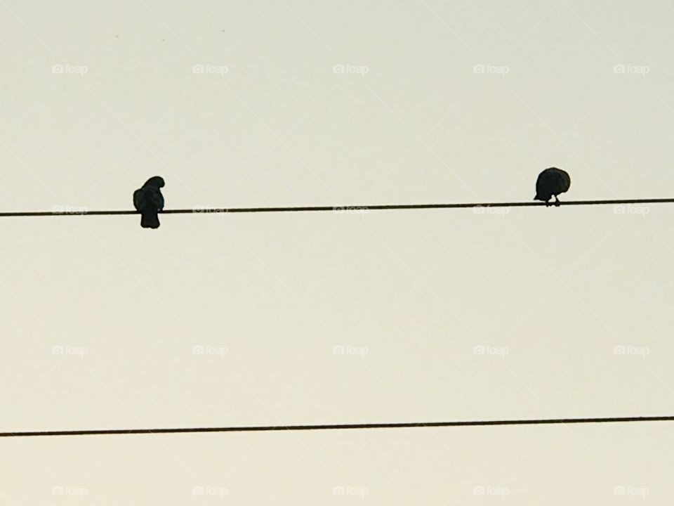 evening time bird lover