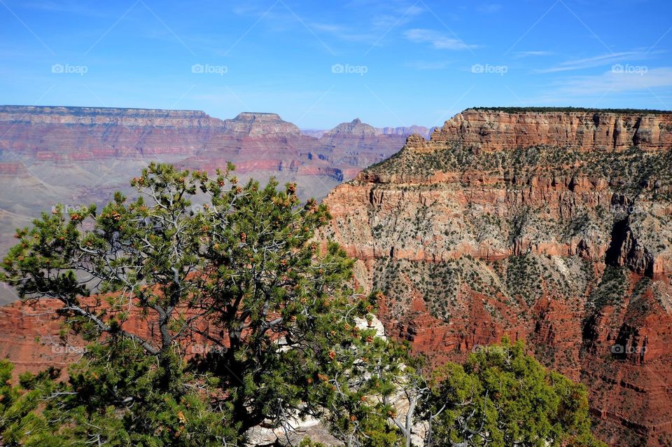 Grand Canyon view from Kaibab Trail on the South Rim. 