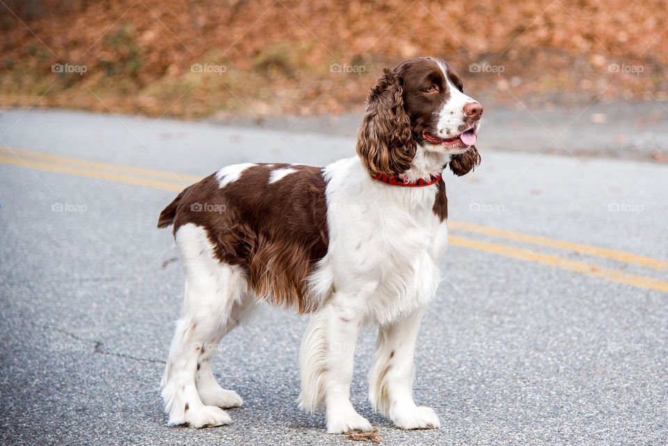 Dog with sticking out tongue