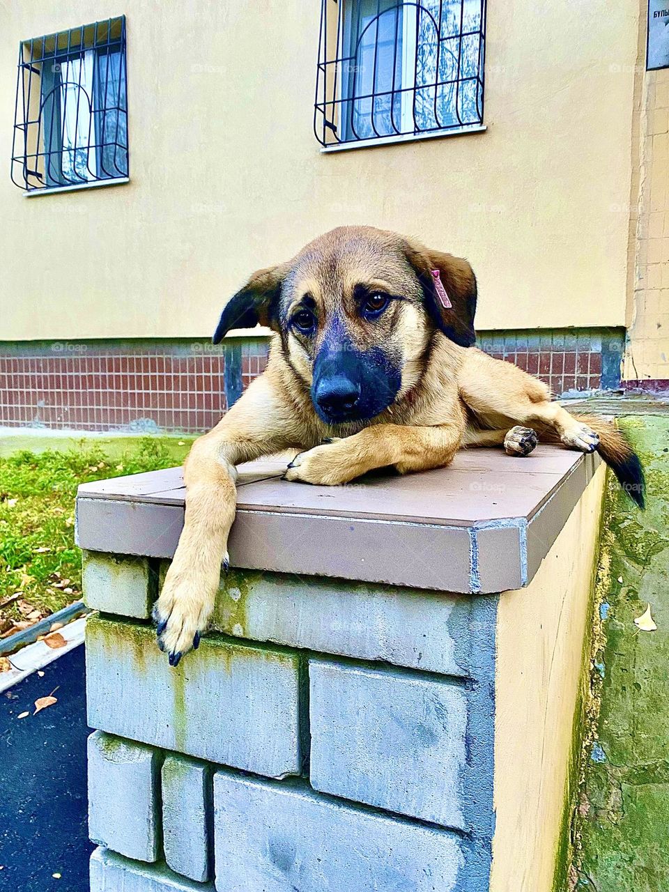 The yard dog is resting