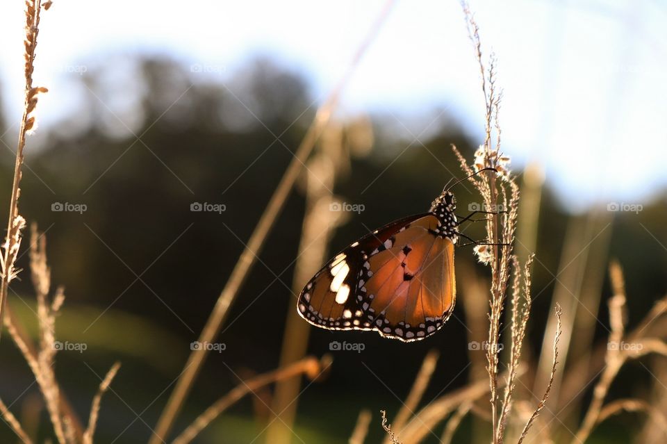 A nice day in the grass 