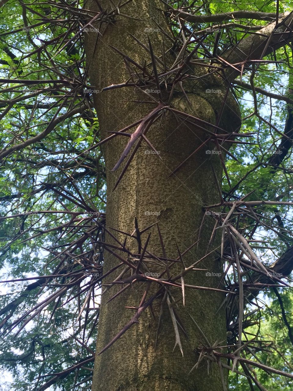 Prickly tree