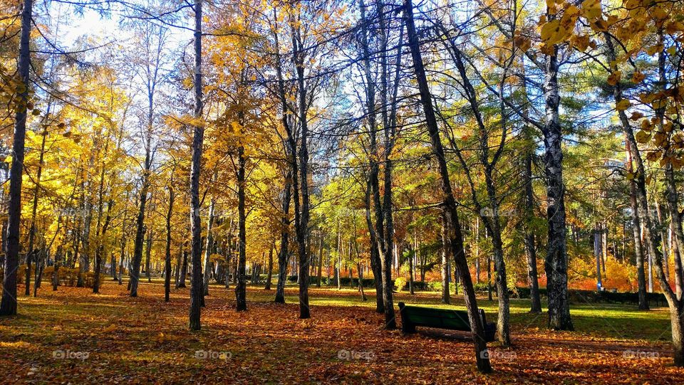 Bench in the park🍁🍂 Autumn time 🍁🍂 Sunny day 🍁🍂 Fall trees 🍁🍂