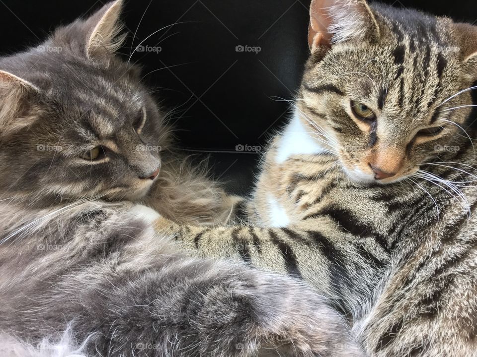 Two of our three cats Leo and Tusse. Both had a rough start living outdoors and not being cared for. We have adopted all cats and they are adorable both to people and to each other. 😻😻😻😻😻