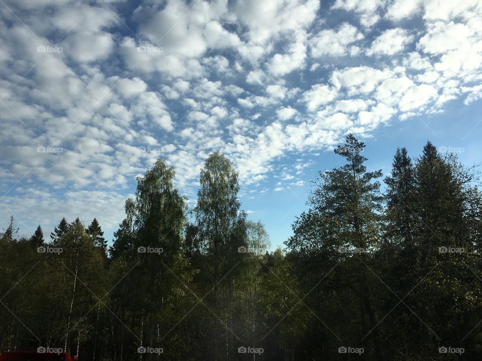 Birch trees with green leaves and fluffy clouds with blue sky