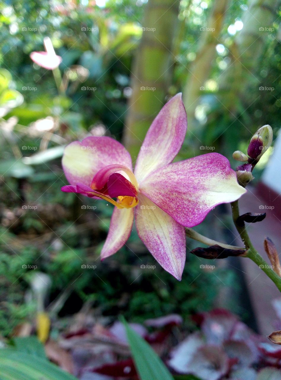 It isn't me who capture nice things but the nature who shows me nice things to capture....