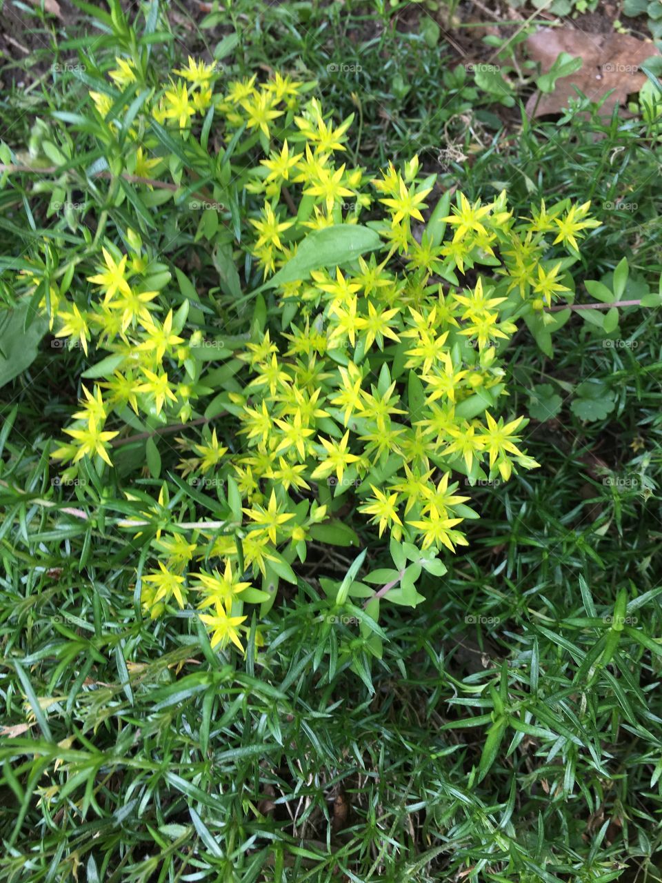 Light green ground cover