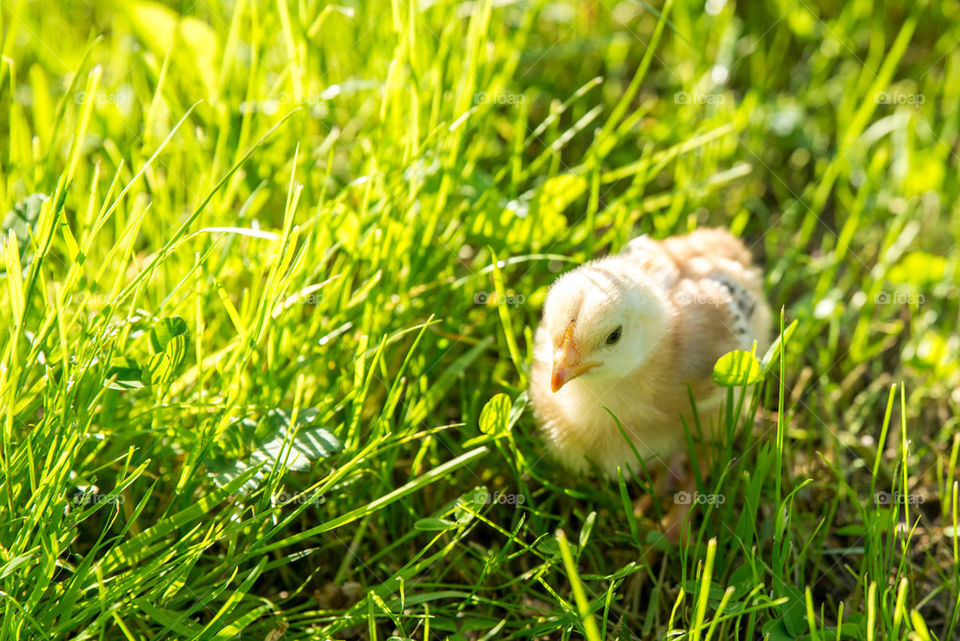 Little chicken in the grass