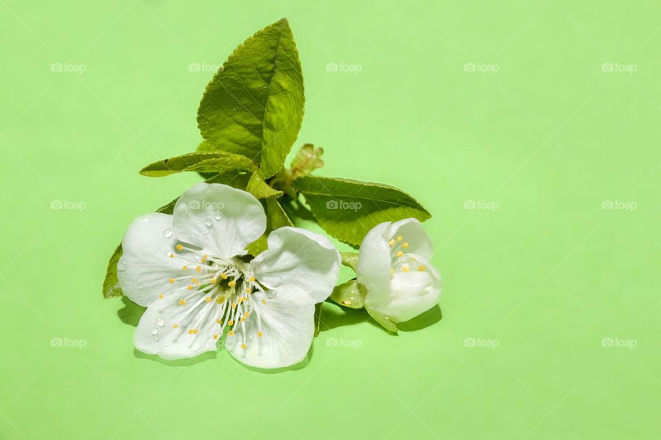 White blossoms on green background 