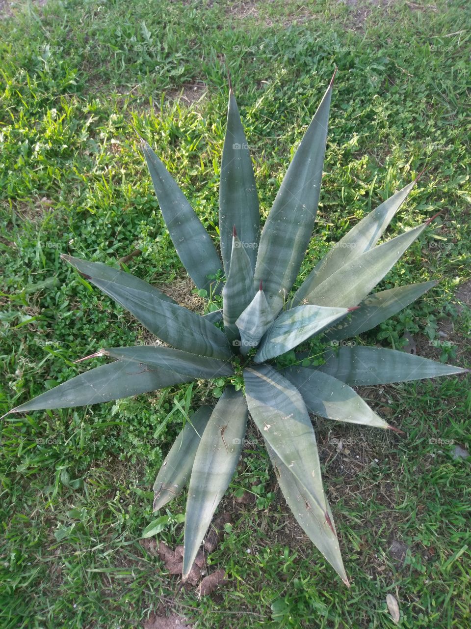 Planta de Aloe.