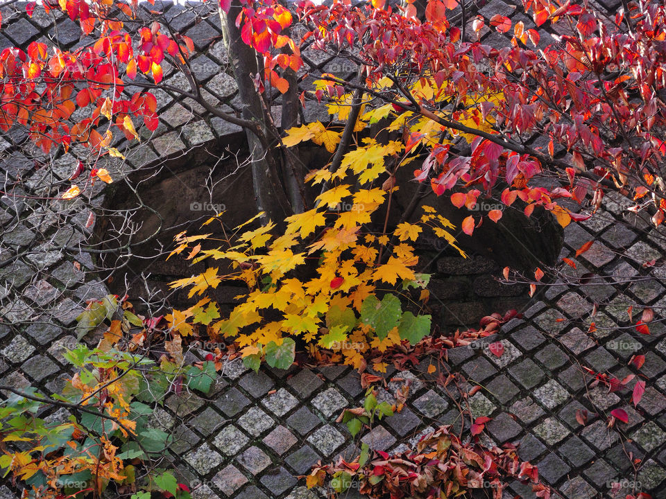 newburgh ny green yellow red by delvec