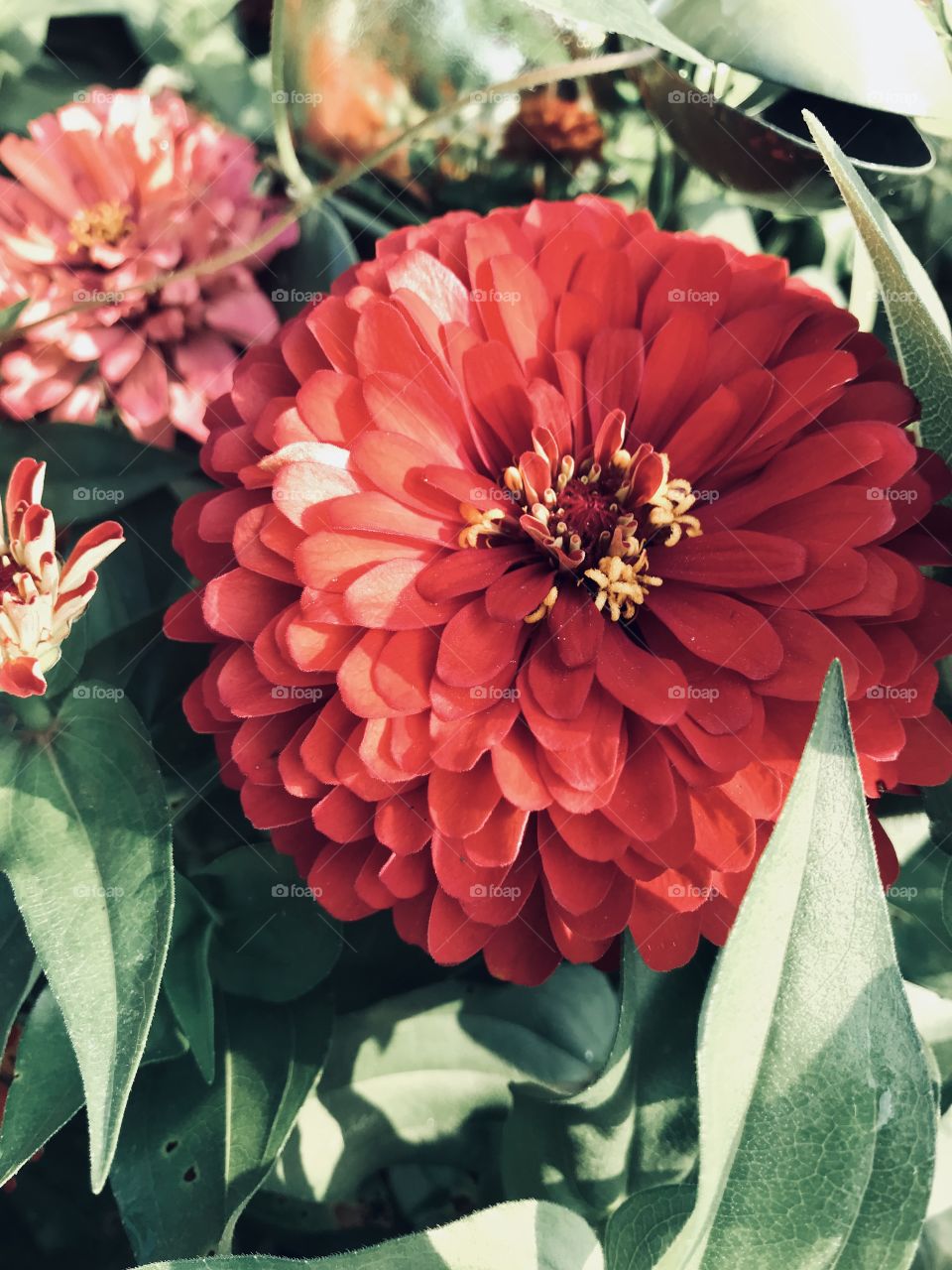 Red flowers blooming in the garden. 