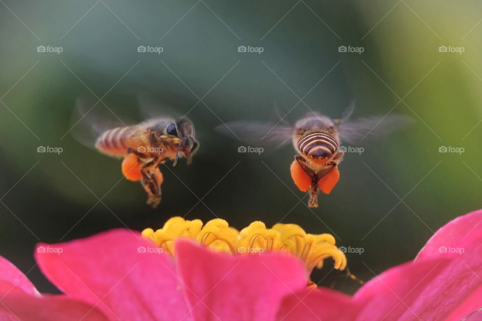 the dancing bee