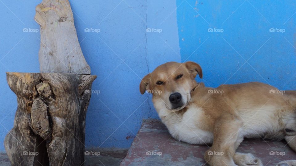 Dog sleeping 