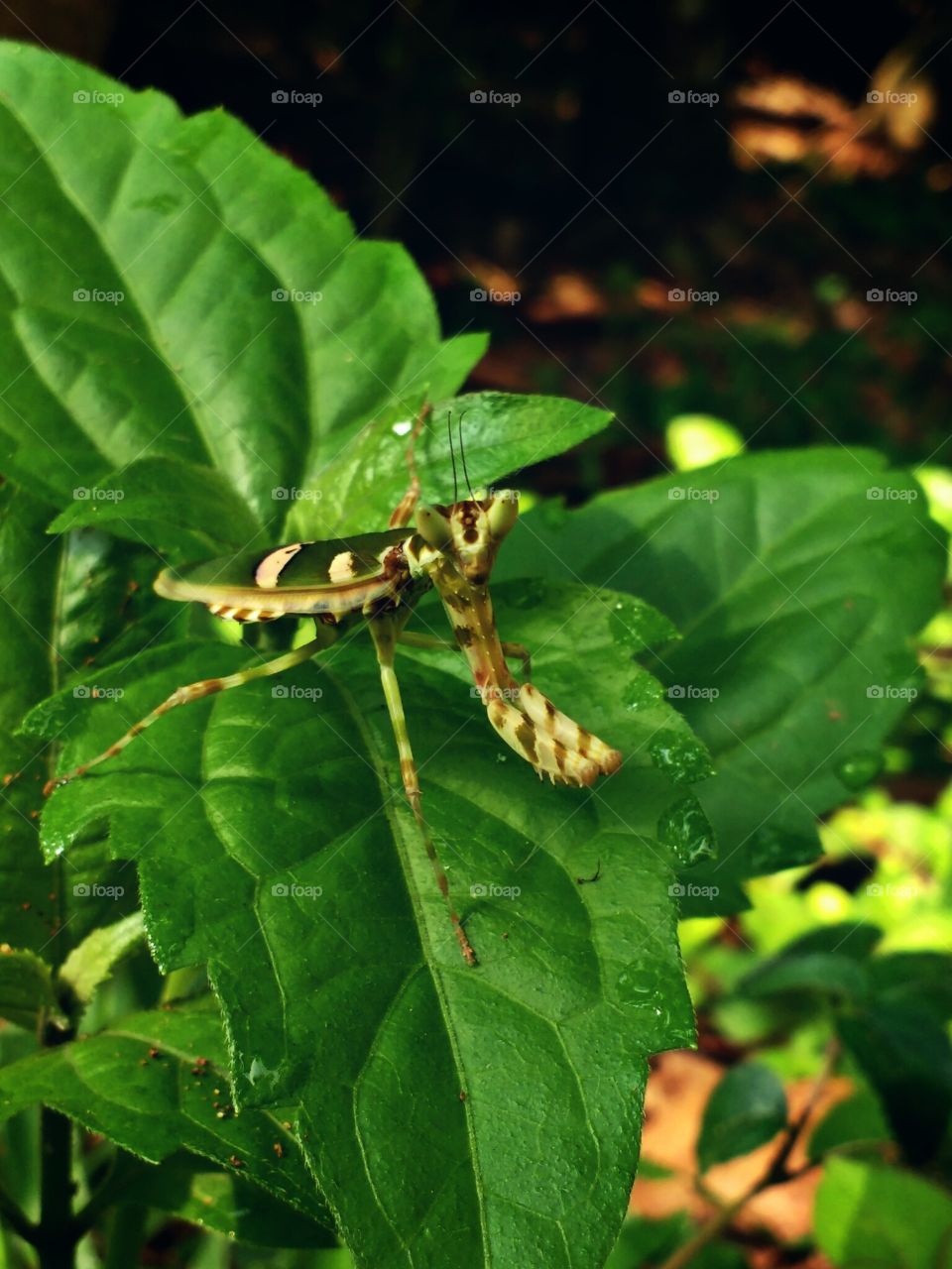flying insect