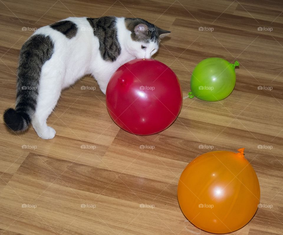 cute cat playing with balloons