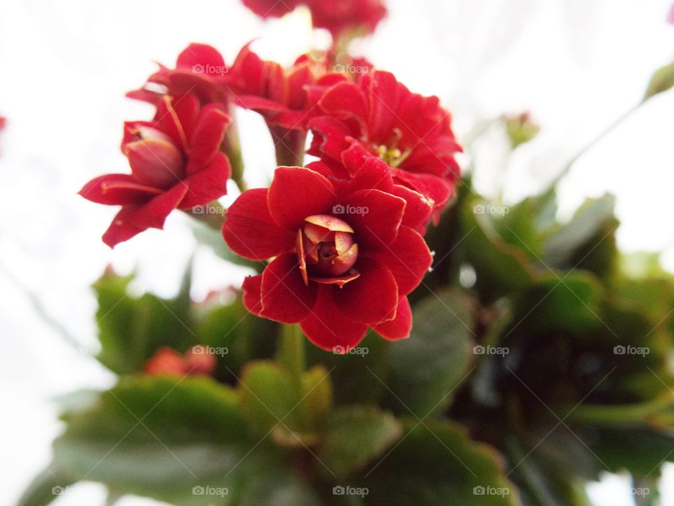 A Red Plant