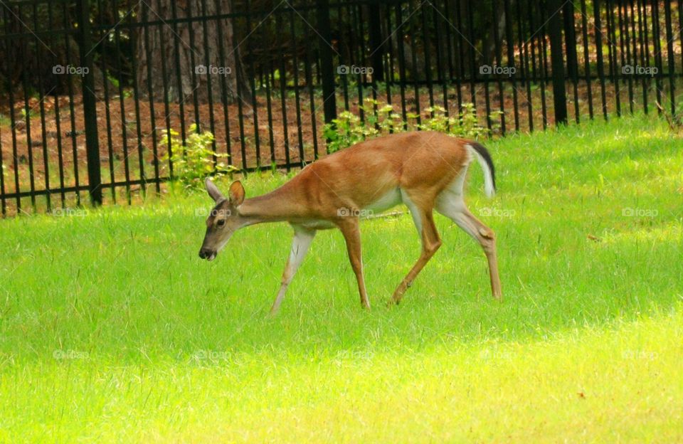 South Carolina Deer 1