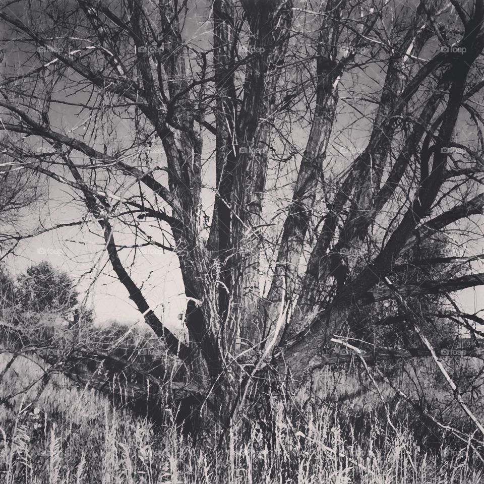 Creep tree