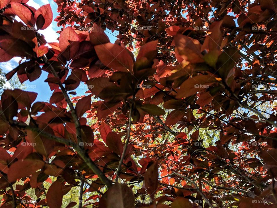 in the cherry tree