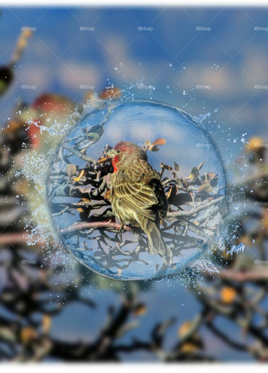 a splash of Grand Canyon wildlife