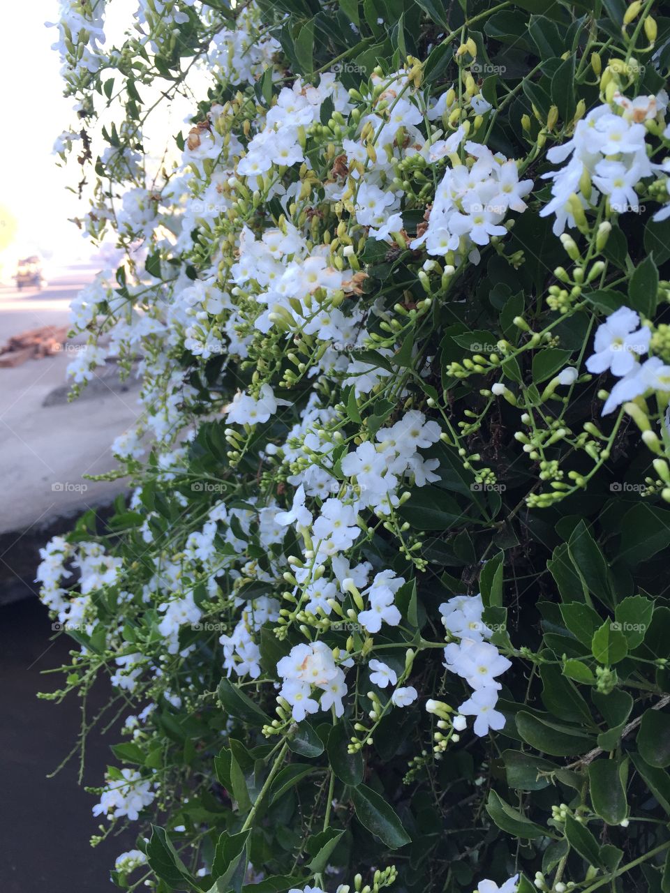 White flowers
