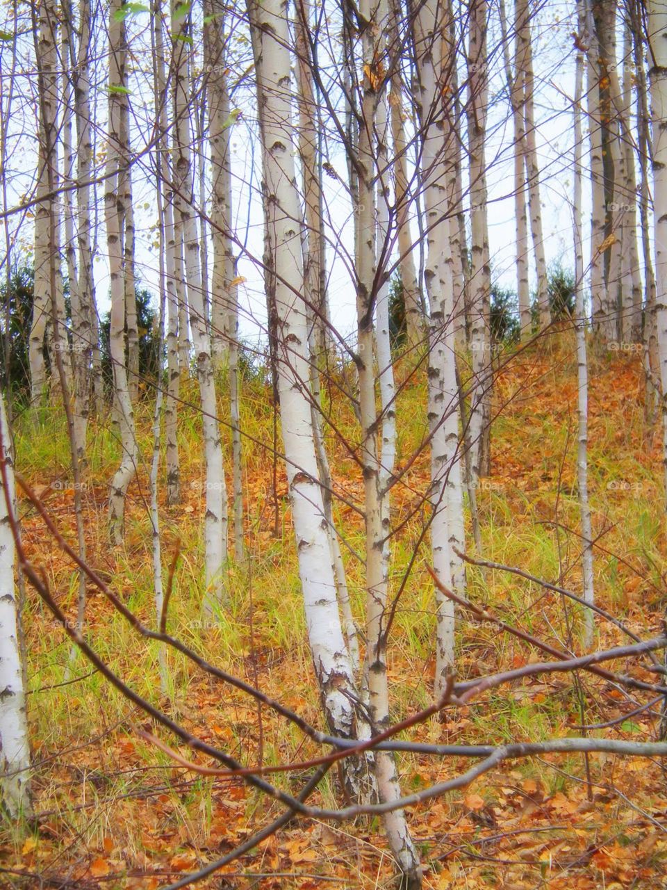 birch forest
