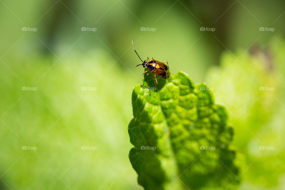 Zoomed in - love the vibrant colors of this bug on a mint leaf.