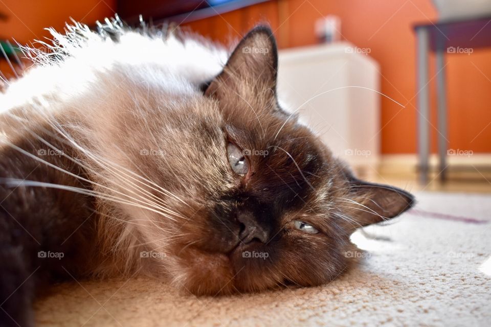 Serene Nap time 😴 