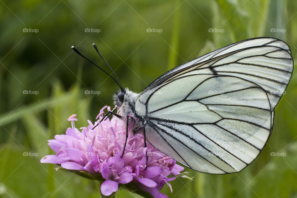 Butterfly on flower