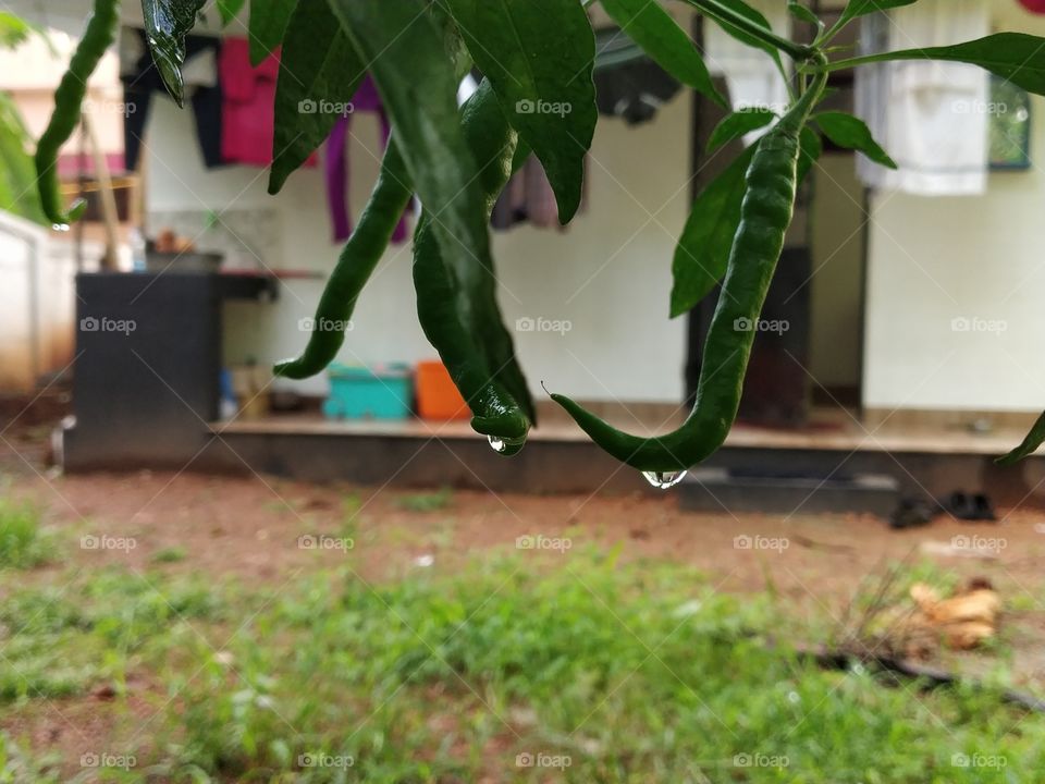 rainy click
