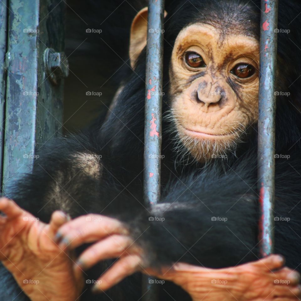 A baby chimp reaching for a banana at a Ugandan chimpanzee sanctuary.