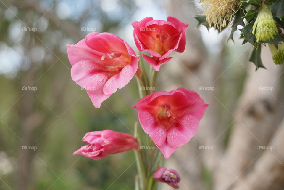 Gladiolus caryophyllaceus