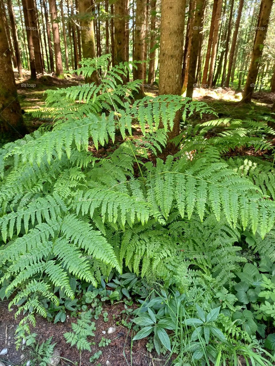 Ferns in the Forest