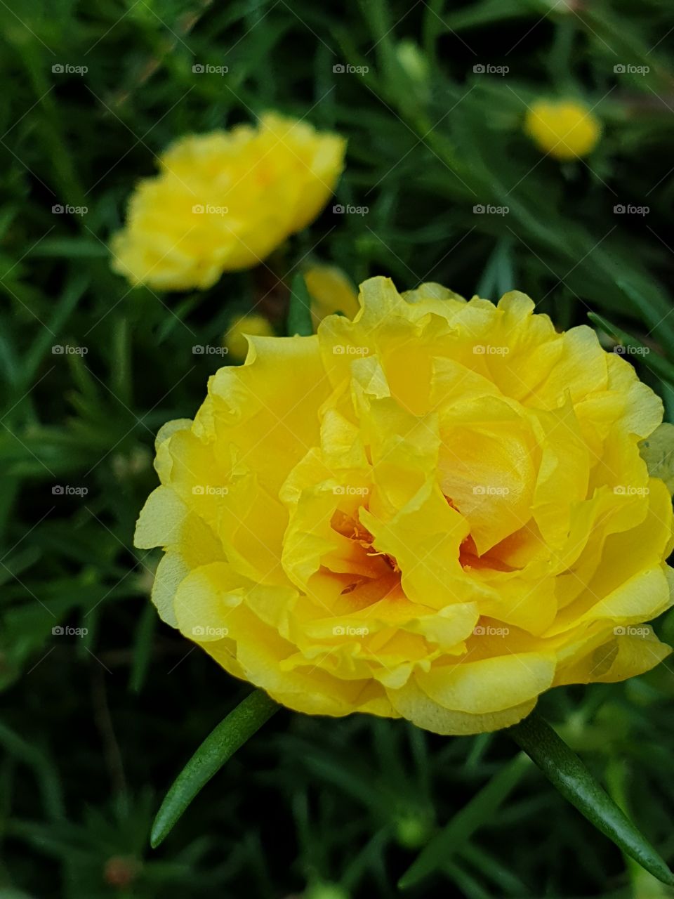  Portulaca Grandiflora or Moss-rose