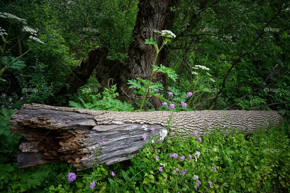 Close-up of tree trunk