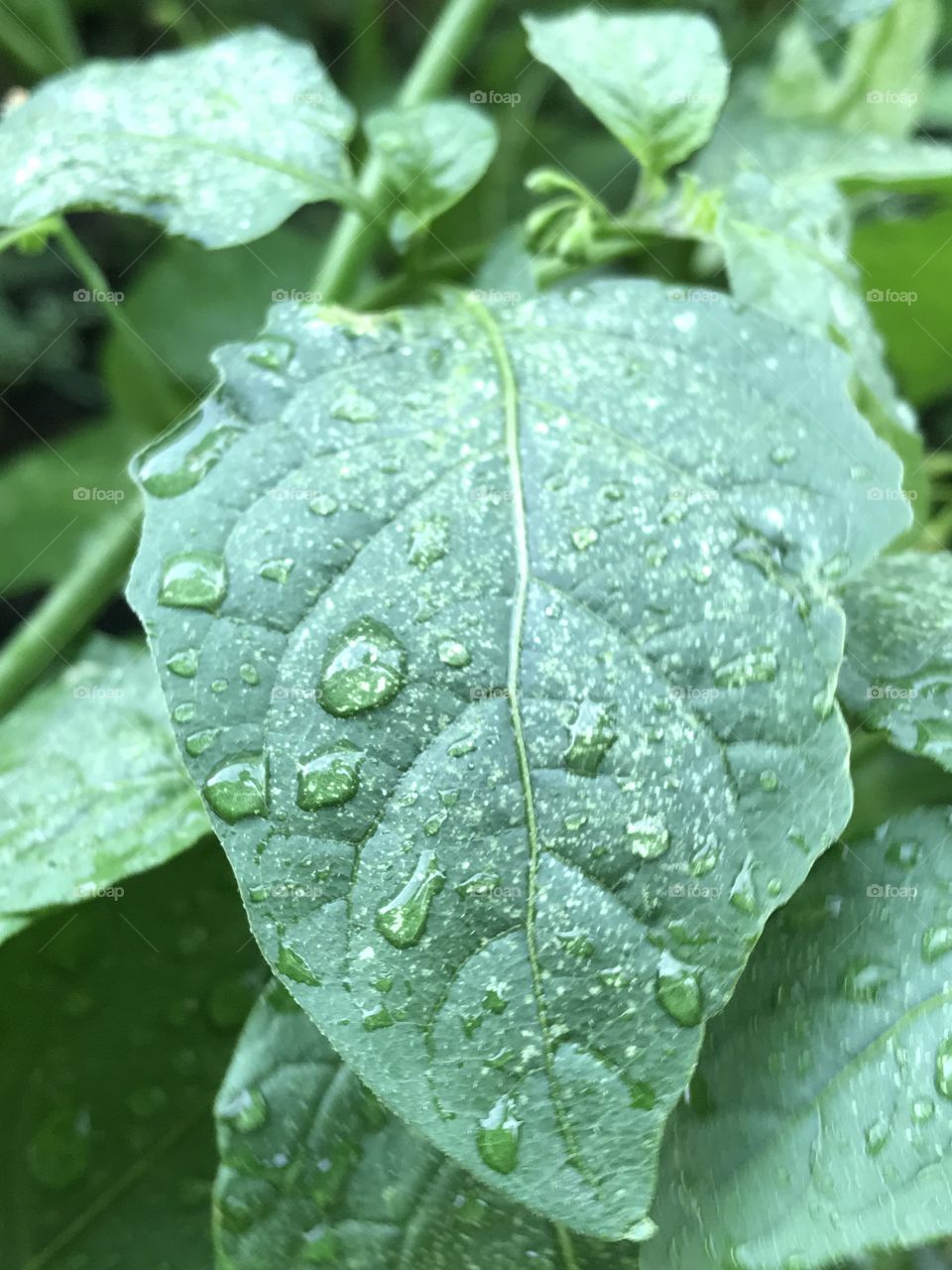 Water on leaf 