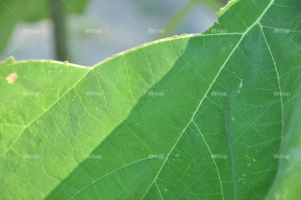 leaf