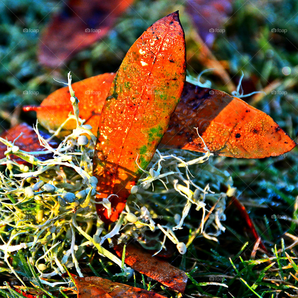 Autumn is my favorite time of year! It is a transition between summer and winter. The weather is unpredictable, and in some areas the tree leaves turn into the most fantastic orange, red, yellow, and golden brown. When you drive through the country, the sun burst on the multicolored hillsides, so vivid it is unbelievable!