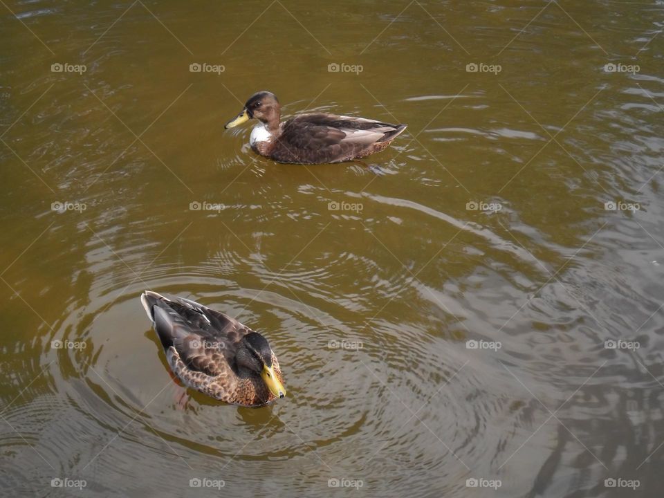 Pareja de patos